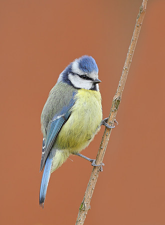 Blue Tit