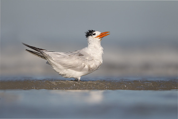 Royal Tern