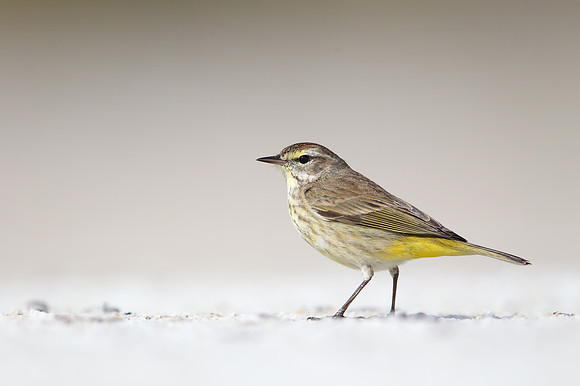 Palm Warbler