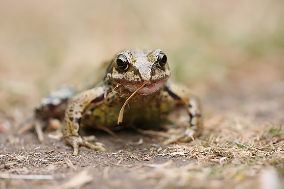 Common Frog