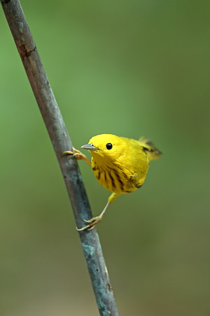 Yellow Warbler