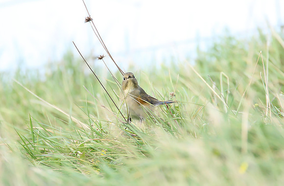 Red-flanked Bluetail