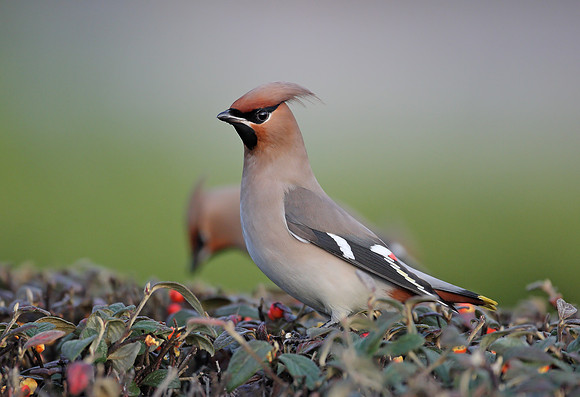 Waxwing