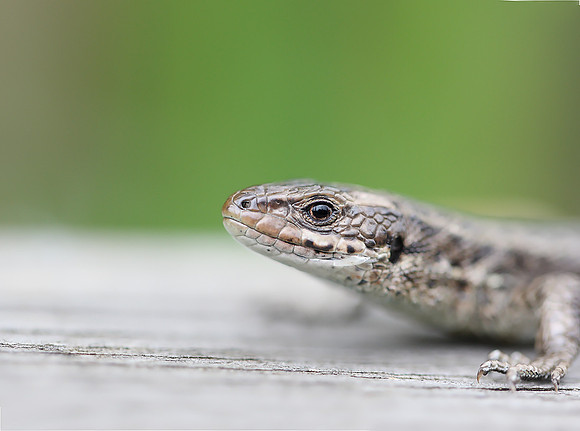 Common Lizard