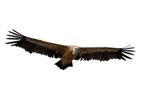 Griffon Vulture