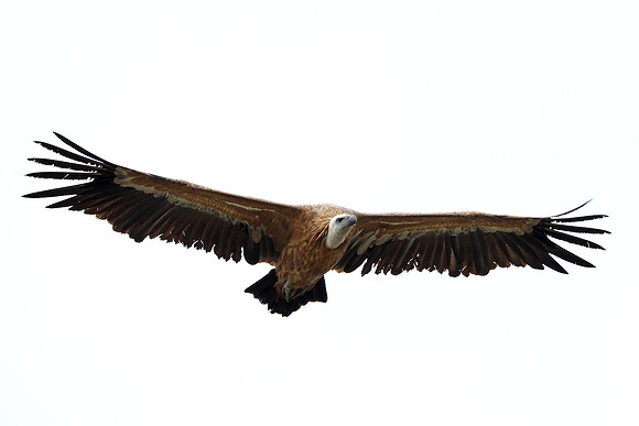 Griffon Vulture