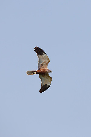 Marsh Harrier
