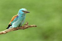 Roller