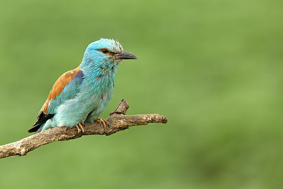 Roller
