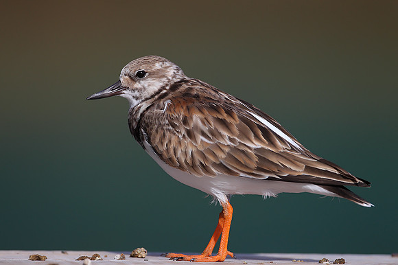 Turnstone