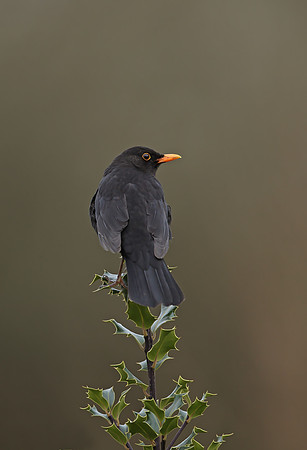 Blackbird