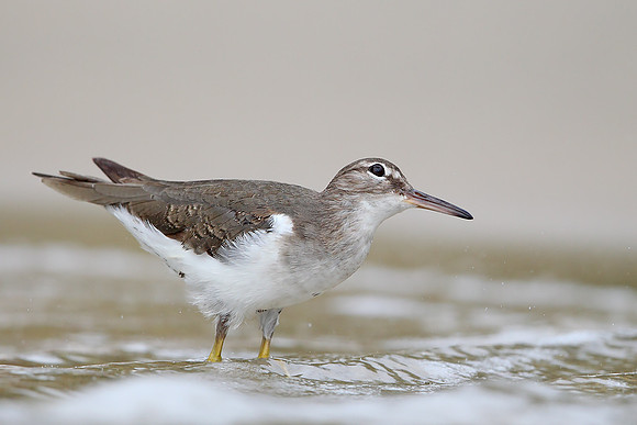 Spotted Sandpiper