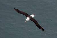Black-browed albatross