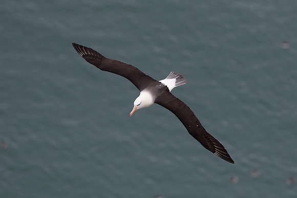 Black-browed albatross