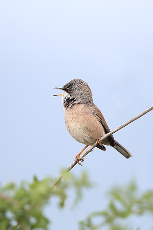 Spectacled Warbler