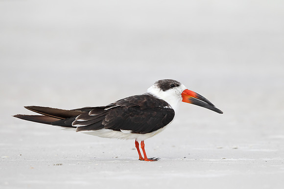 Black Skimmer