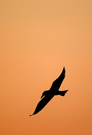 Caspian Tern