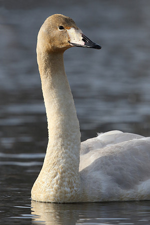 Whooper Swan