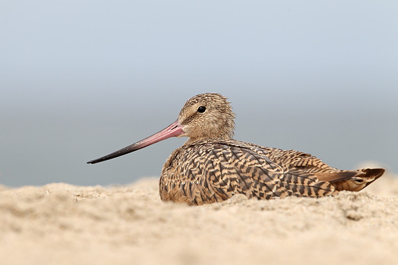 Marbled Godwit