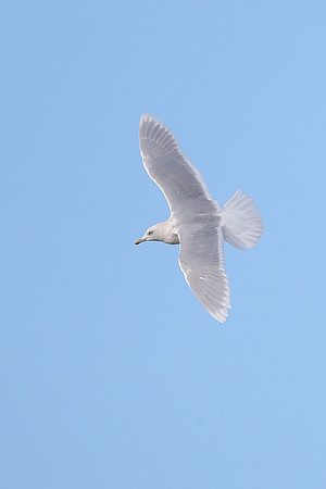 Iceland Gull