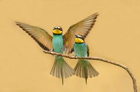 European Bee-eater