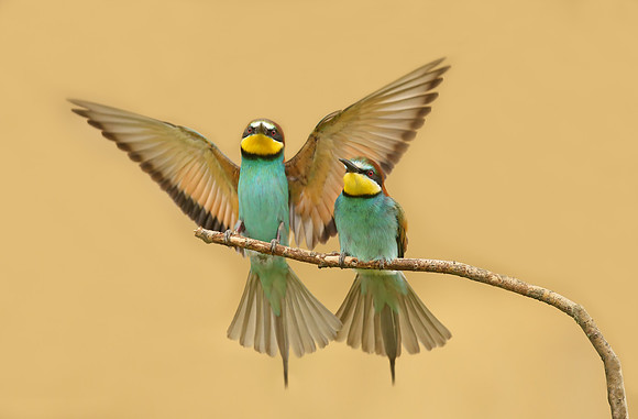 European Bee-eater