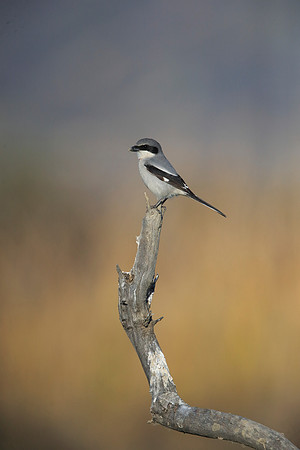 Loggerhead Shrike