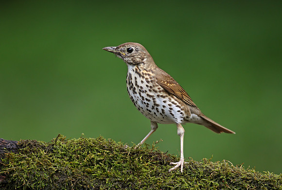 Song Thrush