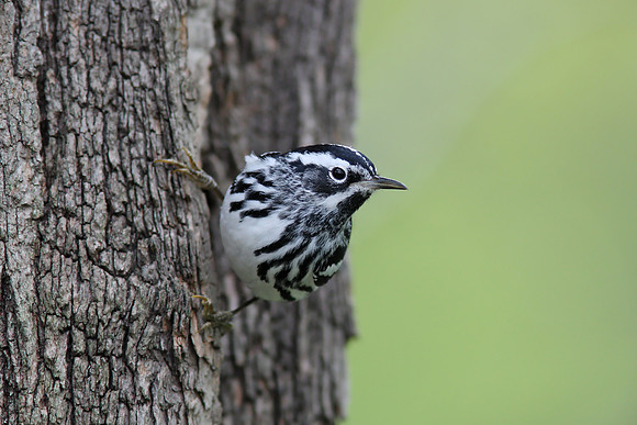 Black-and-white Warbler