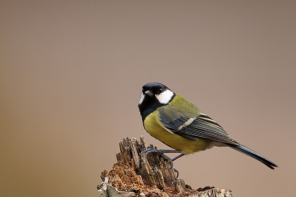 Great Tit