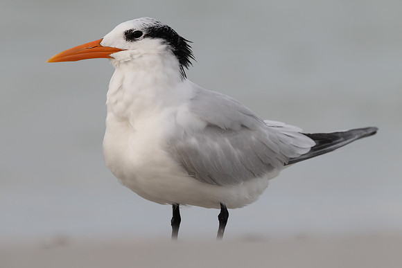 Royal Tern