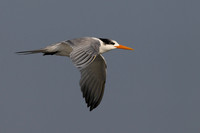 Lesser Crested Tern
