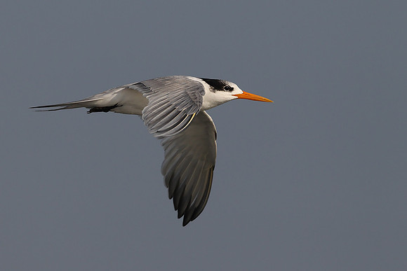 Lesser Crested Tern