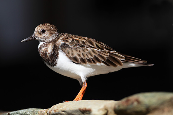 Turnstone