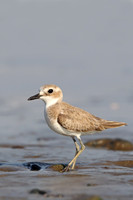 Greater Sandplover