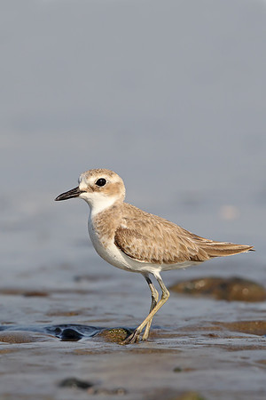 Greater Sandplover