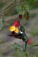 White-throated Daggerbill