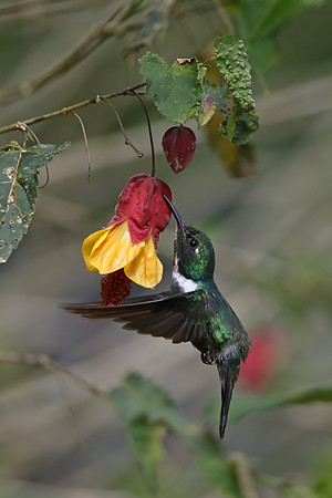 White-throated Daggerbill