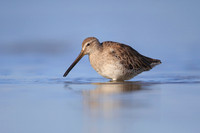 Short-billed Dowitcher