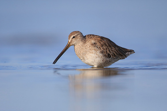 Short-billed Dowitcher