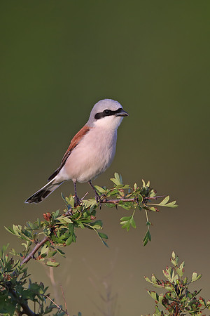 Red-backed Shrike
