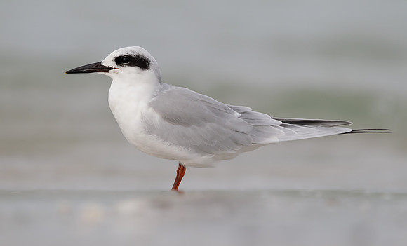Forster's Tern