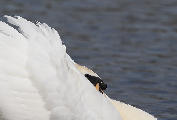 Mute Swan