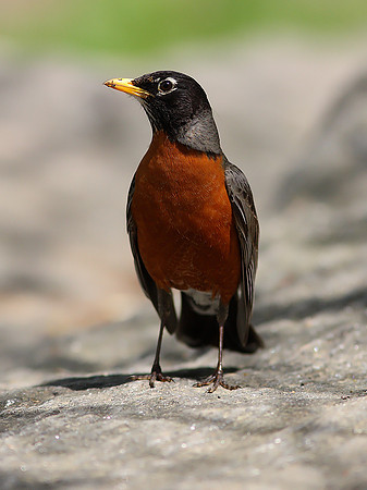 American Robin