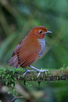 Bicoloured Antpitta