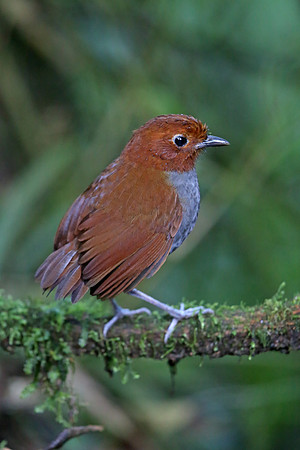 Bicoloured Antpitta