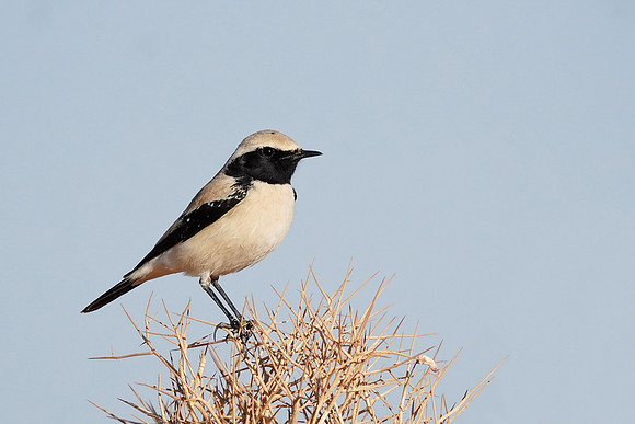 Desert Wheatear