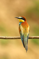 European Bee-eater