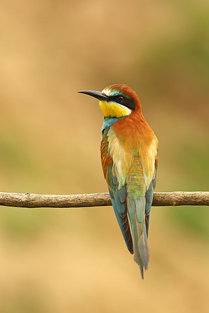 European Bee-eater