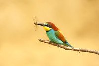 European Bee-eater